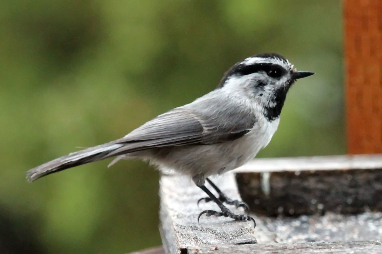 Mountain Chickadee